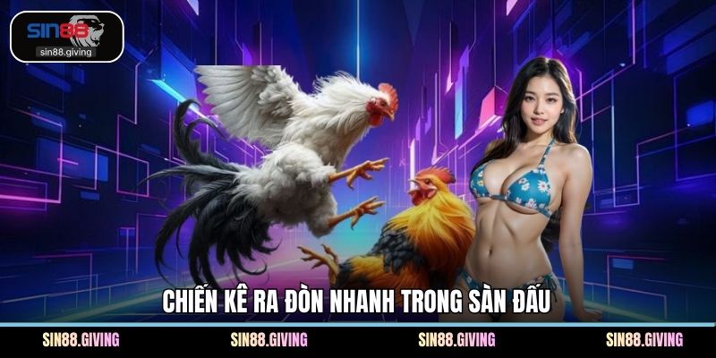 Chiến kê ra đòn nhanh trong sàn đấu