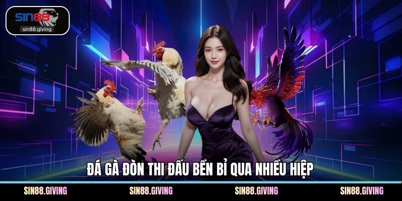 Đá gà đòn thi đấu bền bỉ qua nhiều hiệp