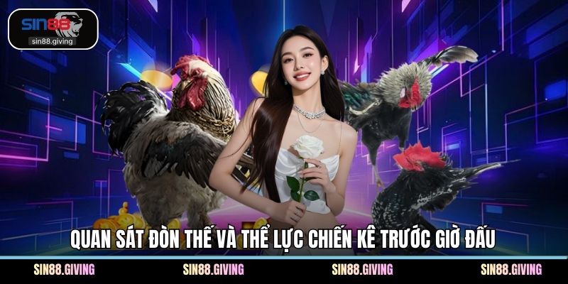 Quan sát đòn thế và thể lực chiến kê trước giờ đấu